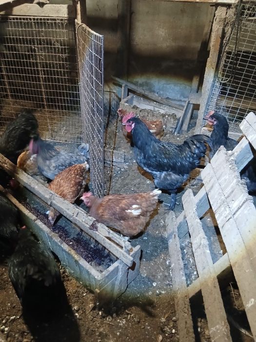 Петушки Джерсийский Гигант