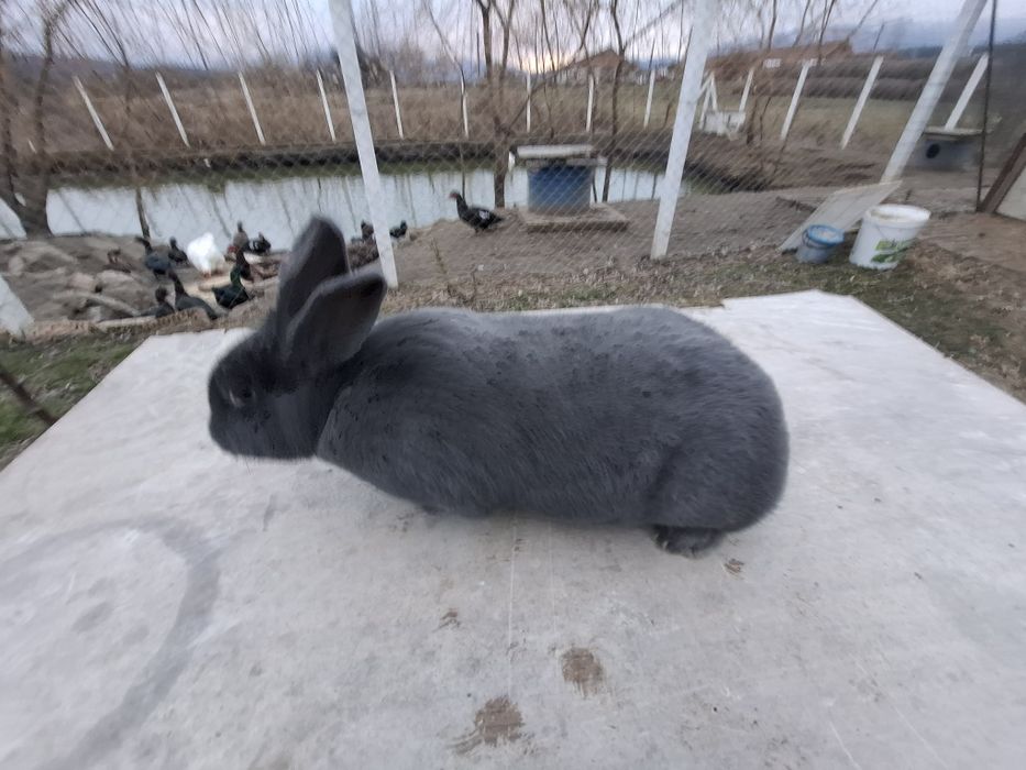 Iepure albastru vienez