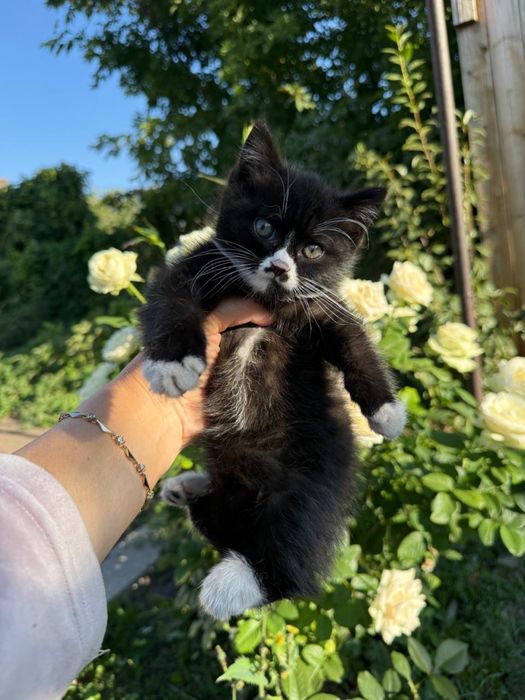 котенок 3 месяца
