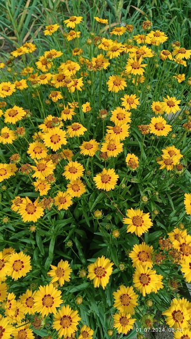 Продам многолетники