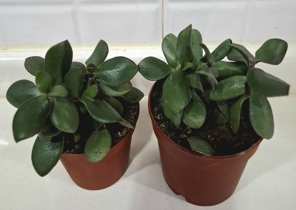 Продаётся хойя карноза,гипоэстэс(3расцветки)денежное дерево.