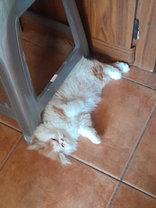 Pisic persan pufos și jucăuș