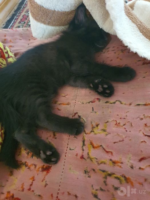 Mushukchalar   котята
