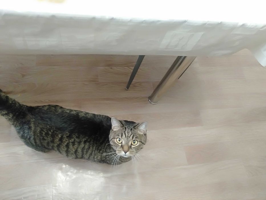 Кота в хорошие руки