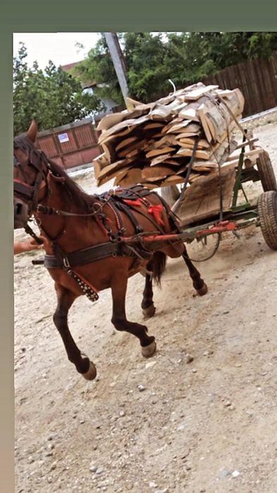 Iapa de vânzare 6 ani