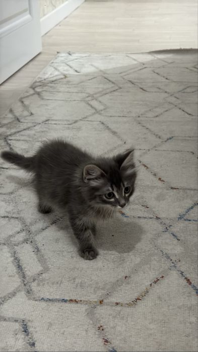 Отдам котенка (мальчик в добрые руки)