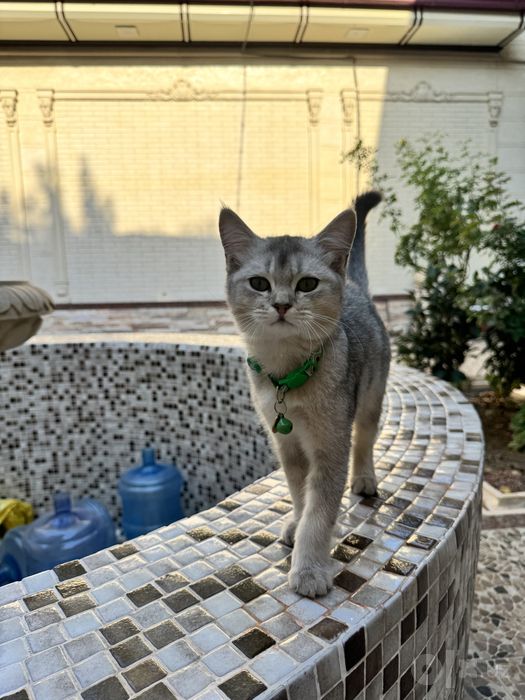 Damashniy zotli mushuk