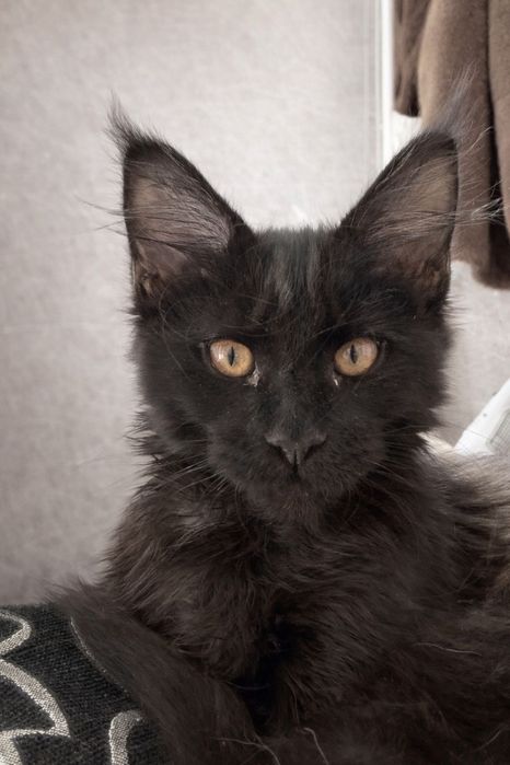 Продам котенок Мейн-Кун