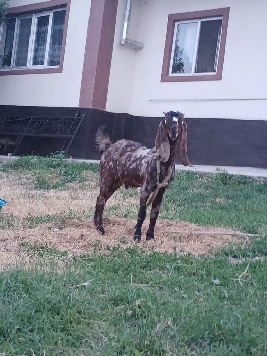 Камори Ешкы сатылады теке