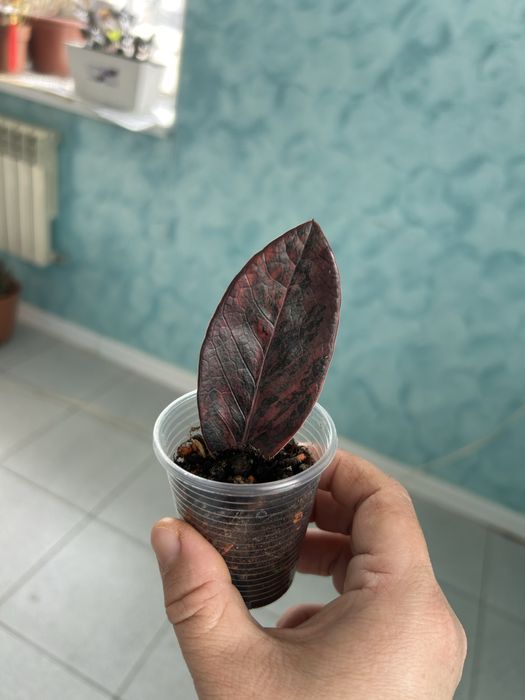 Замиякукос блыки мультиколор и het hybi