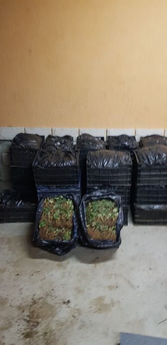 Разсад алба,Априка и клери