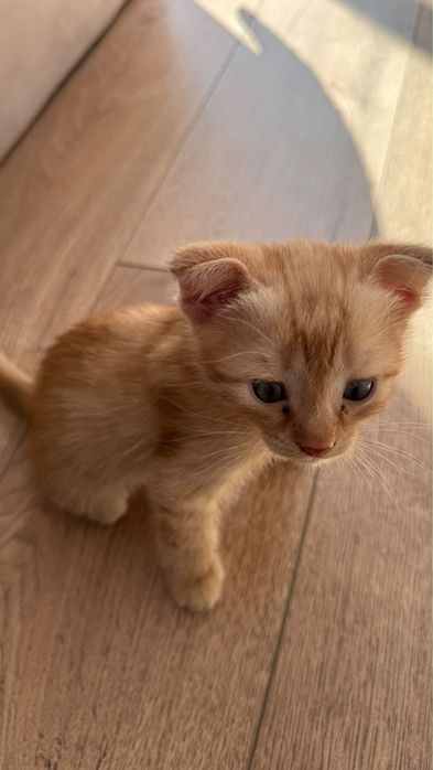 котенок вислоухая