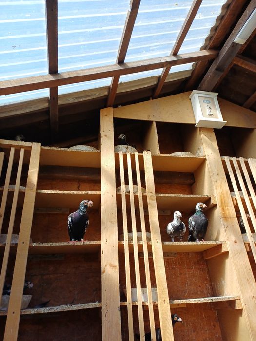 Vând porumbei stil vechi