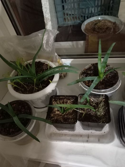 Продается Алоэ-Вера