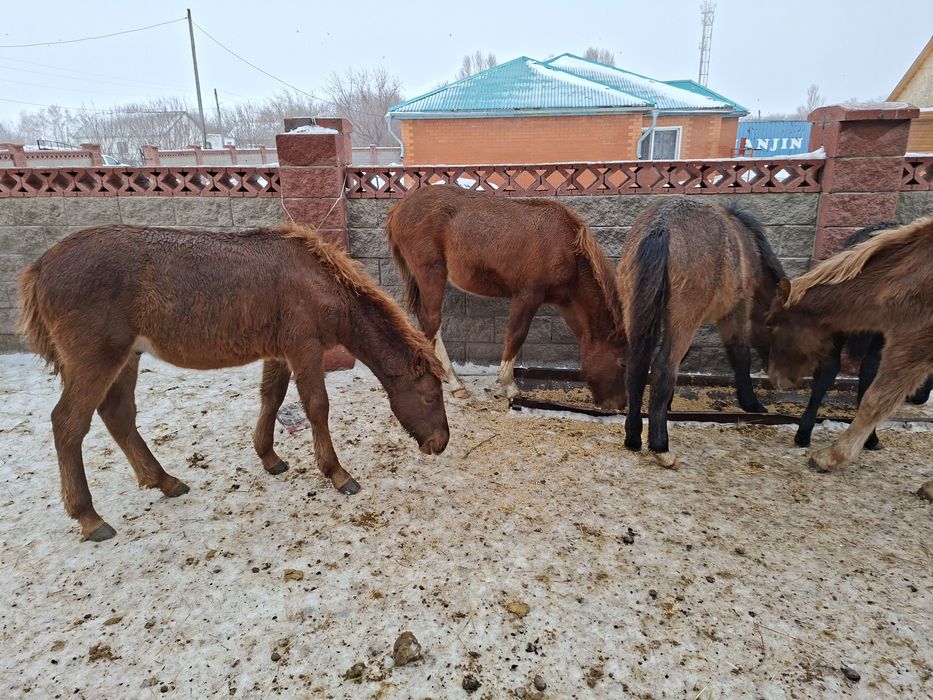 Продам жеребят!!!