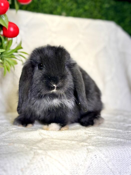 Карликовые кролики. Karlik quyonlar. Quyon Куйон Кролик