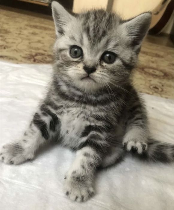 котята ТАББИ британцы метис с РИНГТЕЙЛОМ