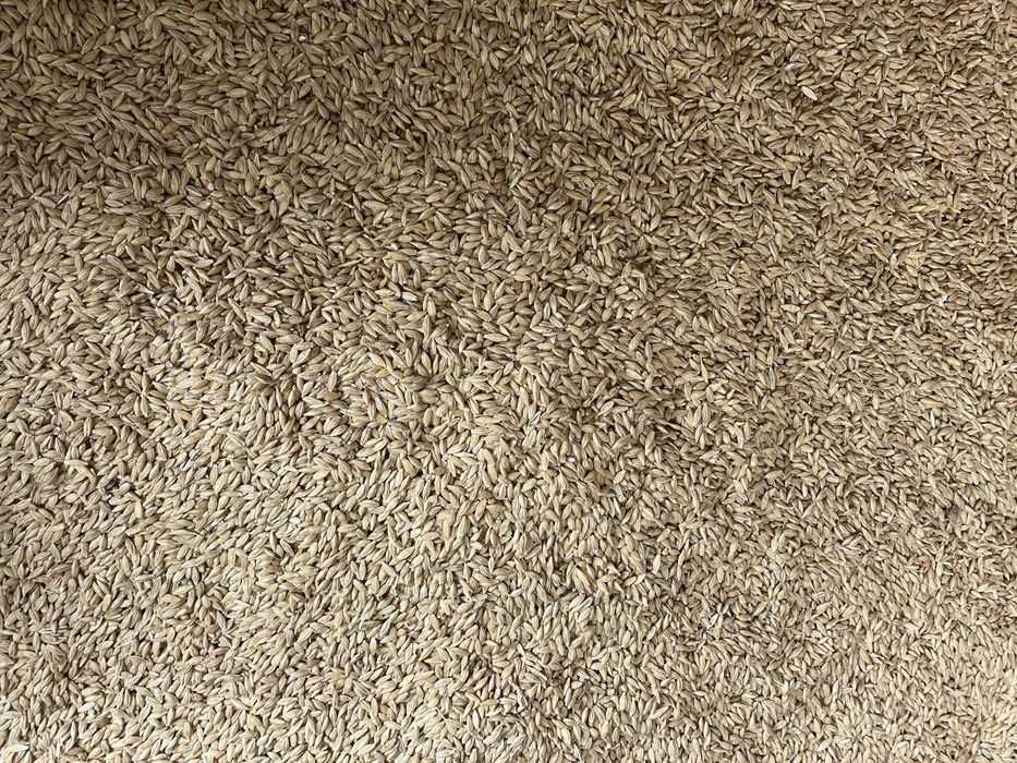 Vand orzoaica de primavara de samanta