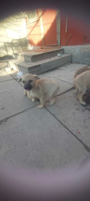 Отдам щенков бесплатно