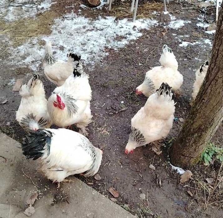 Vând ouă pentru incubat. Brahma.