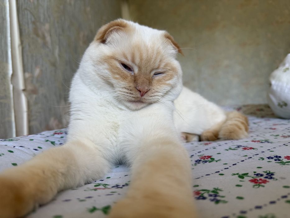 Скоттиш фолд мысығы сатылады