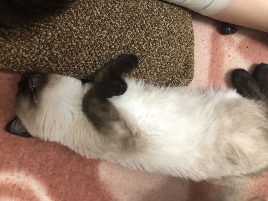 Отдам даром котенка