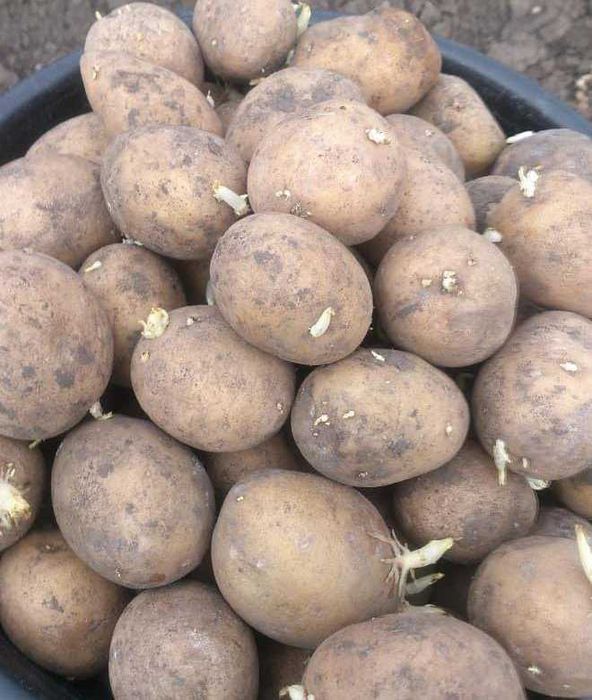 Продам семенной картофель