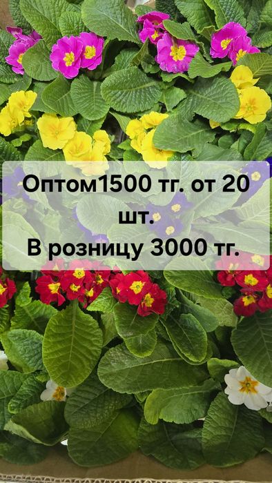 Комнатные цветы оптом. Цветы оптом. Цветы на 8 марта.