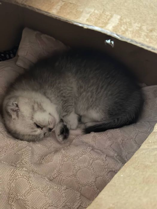 Shotlantiskiy  mushuk