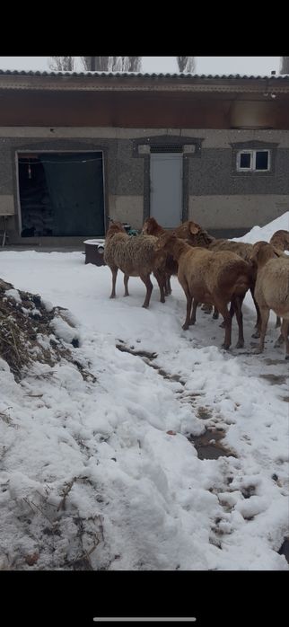 Арашан тусактар