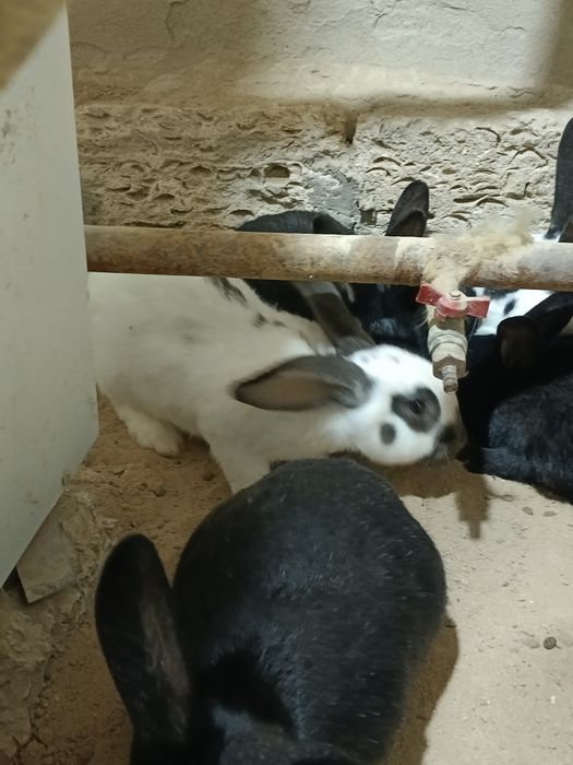 Кролик қояндар көжек