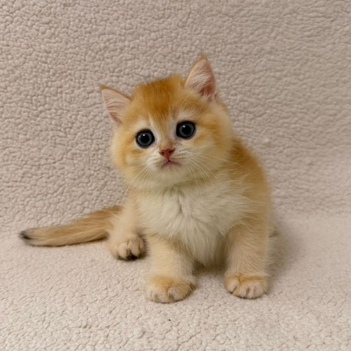 Британский золотая шиншилла