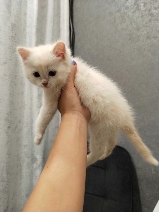 Котенок белый бесплатно