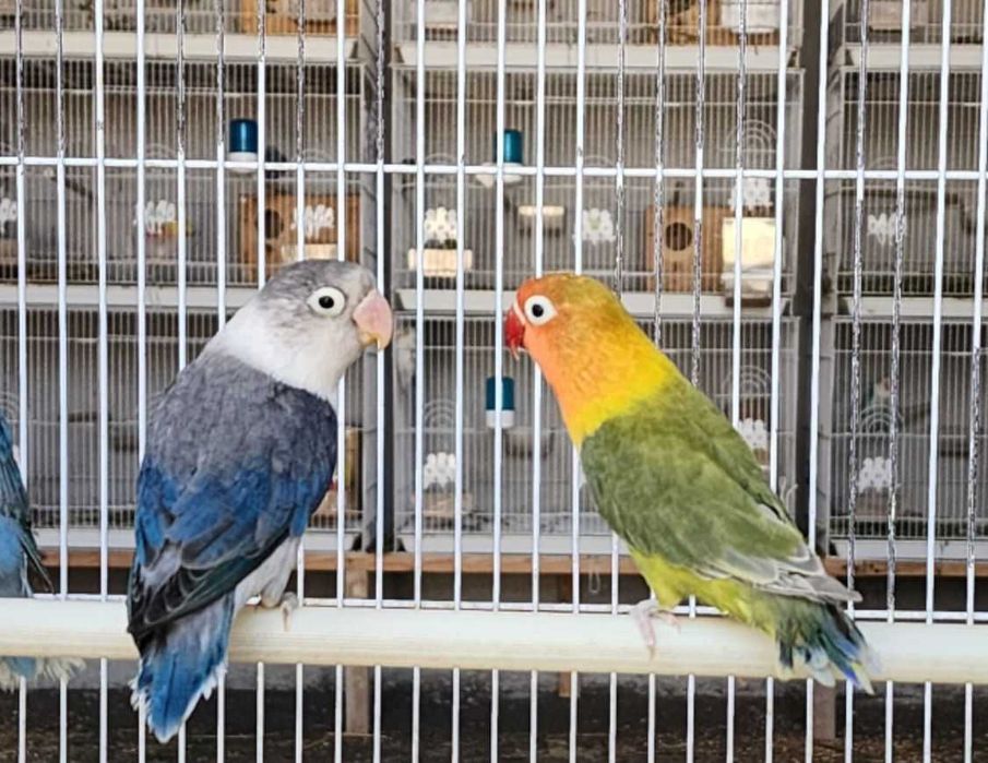 Papugay Opaline Nerazluchka Попугай