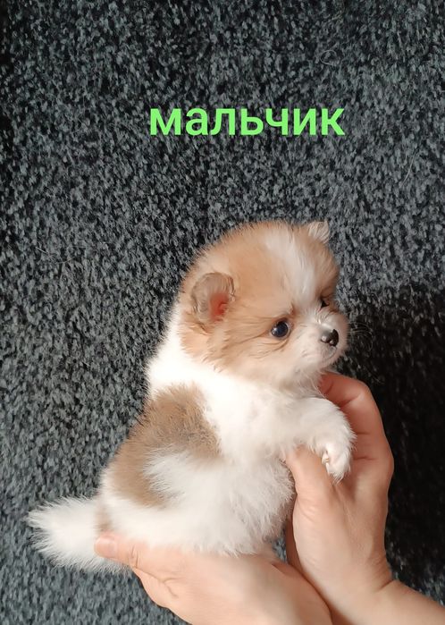 Большой выбор щенков в памеранском типе