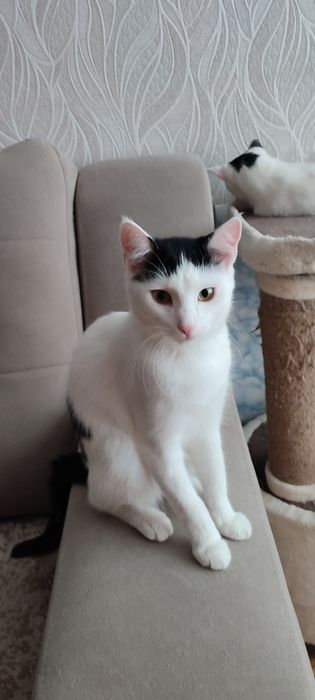 Мальчишки в добрую семью