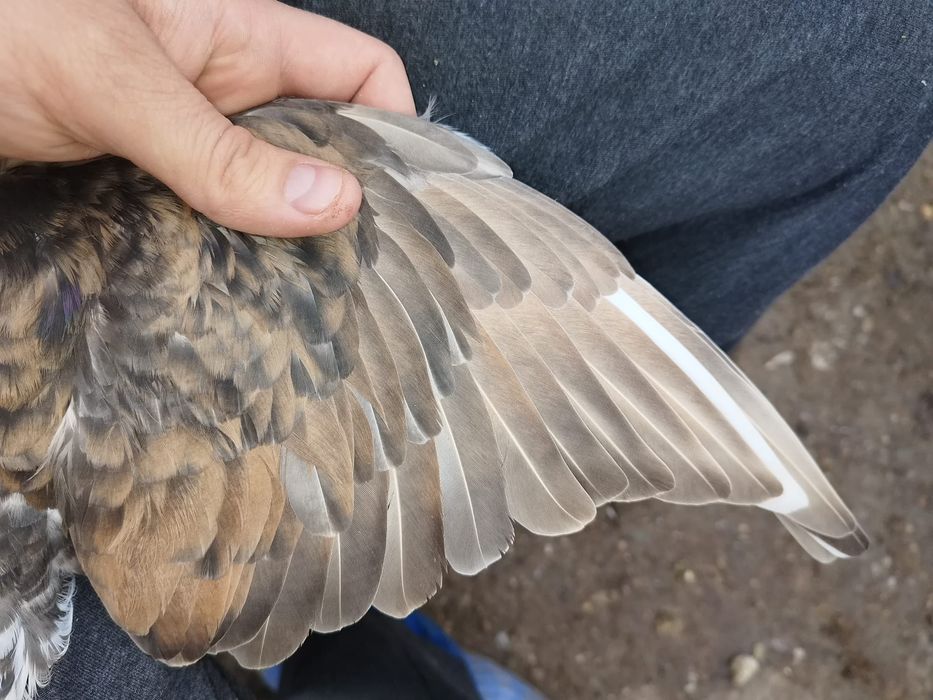 Vând mascul jucator