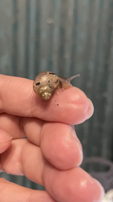 Малыши улитята Ахатины. Город Сарань