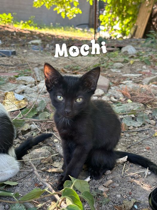 Adoptie pui de pisica | 3 luni | ramasi fara mama
