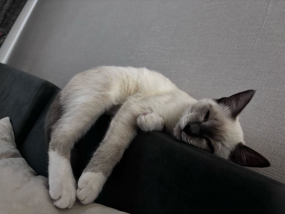 Котенок девочка ищет сеью