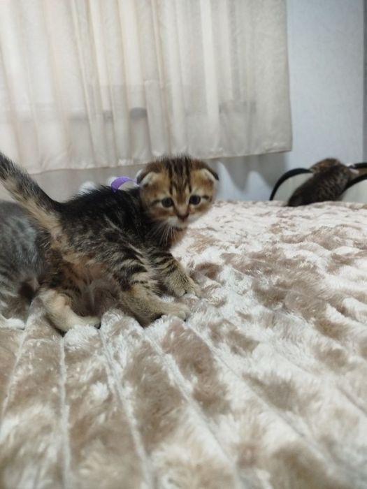 Ласковые, нежные малыши Скотиш фолд и страйт