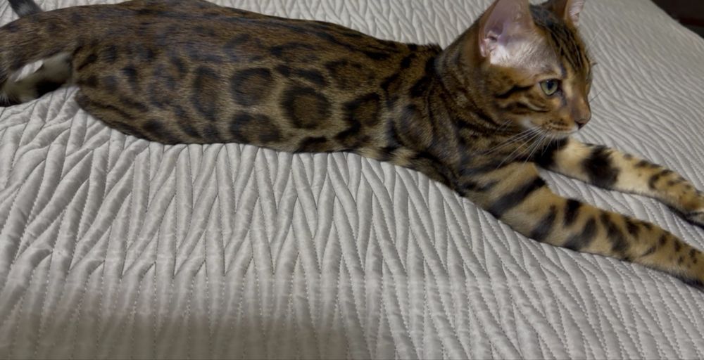Бенгальский котик