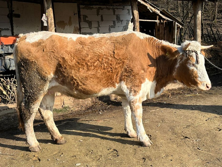 Vaca baltata austriaca