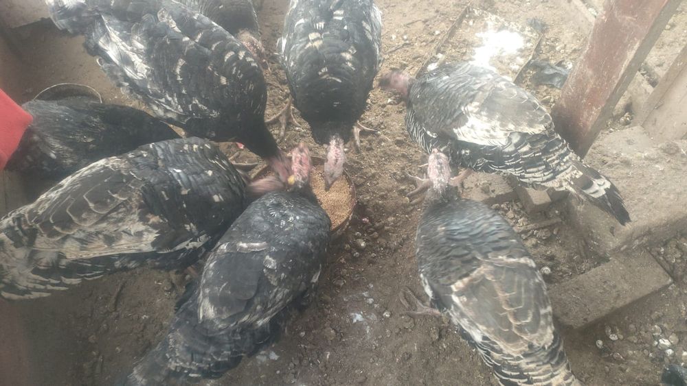 Продам Индюшек для разведения