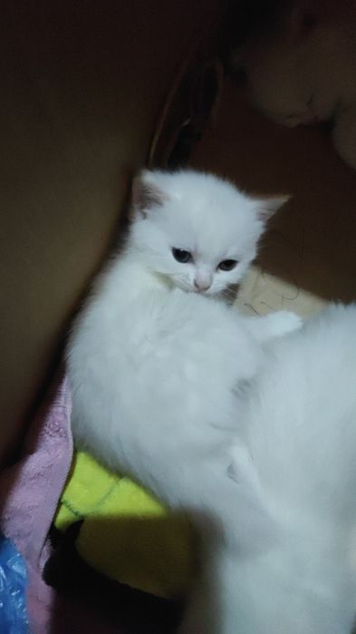 Котик Шотландский