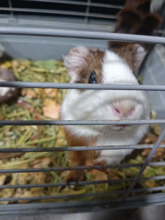 Морская свинка сотилади.ёки обмен