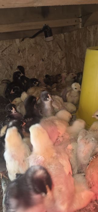 Доминат цыплята бройлер