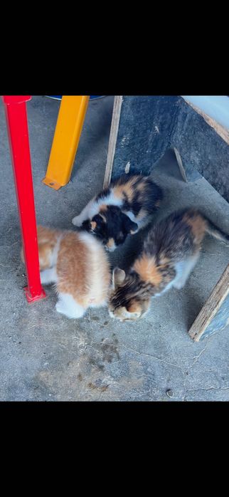 Подарявам котета