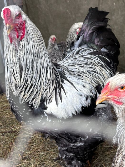 Brahma herminat Inchis