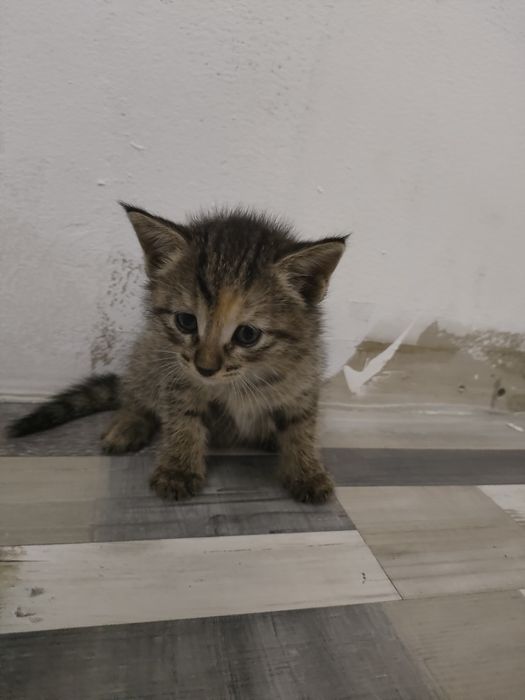 Продам котенка девочка